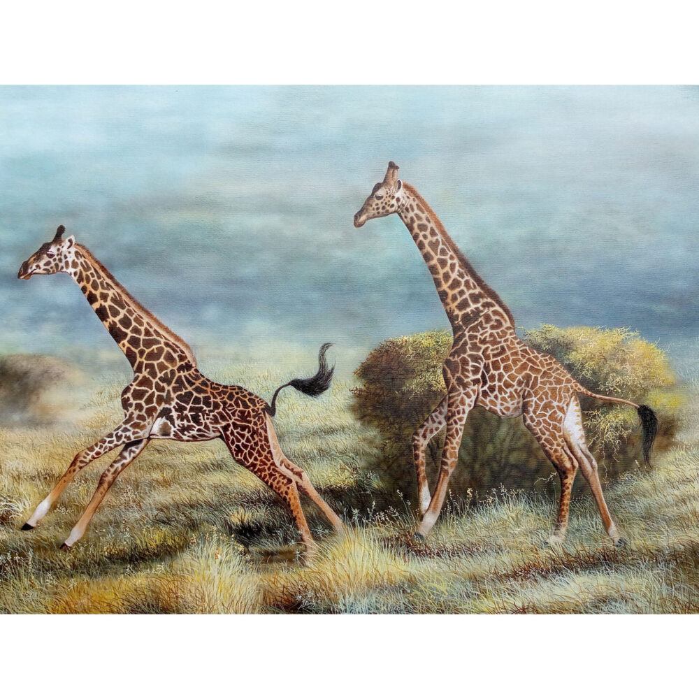 Two giraffes running across the grasslands - By Daniel Njoroge