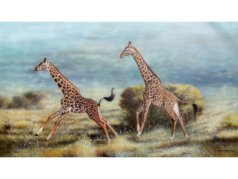 Two giraffes running across the grasslands - By Daniel Njoroge